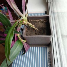 Нагревательная инфракрасная пленка для подогрева цветов и рассады 25x100 см. Нагревательная инфракрасная пленка для подогрева цветов и рассады 25x100 см.